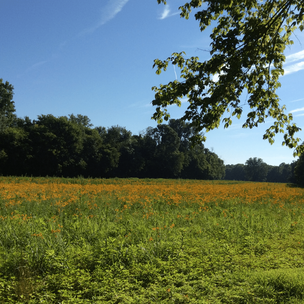Native Grass