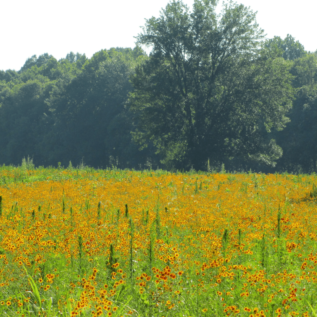 Native Grass2